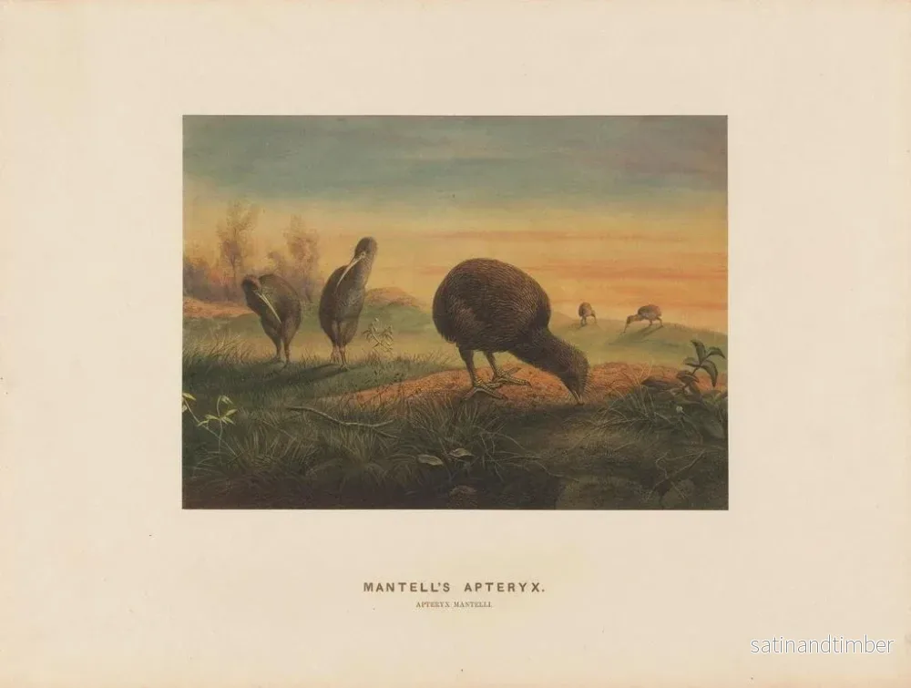 Reproduktion av målningen Apteryx de Mantell - Joseph Wolf - Bild 2