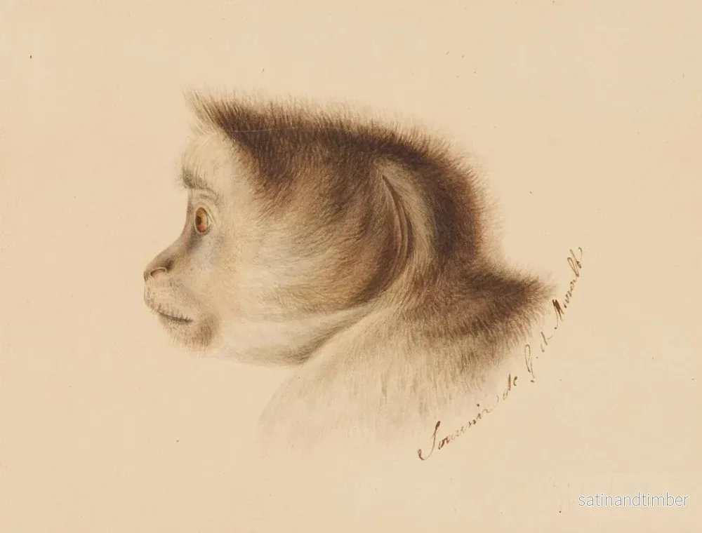Reproduktion av målningen Singe - Gottfried Mind - Bild 2