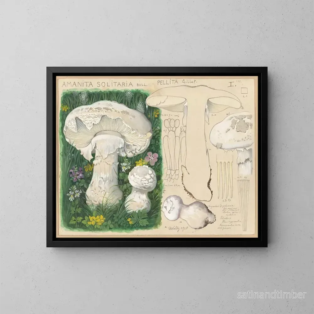 Reproduktion av målningen Amanite solitaire - Hans Baldung