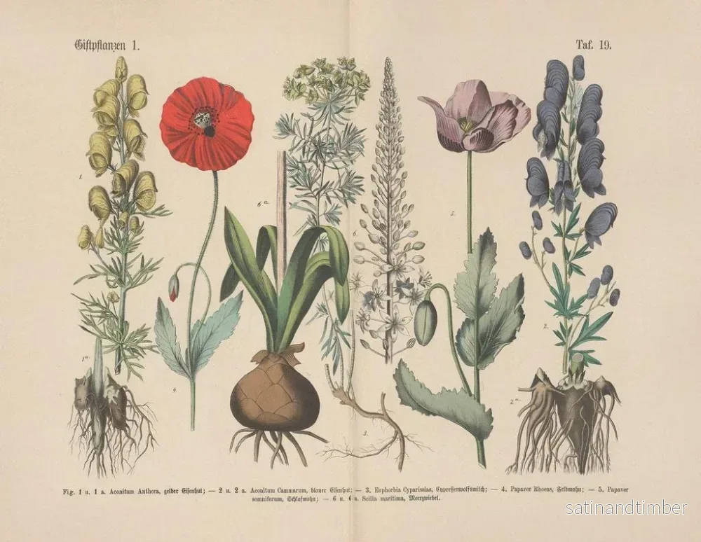 Reproduktion av målningen Manuel pratique de botanique en mots et en images Pl19 - Carl Hoffmann - Bild 2