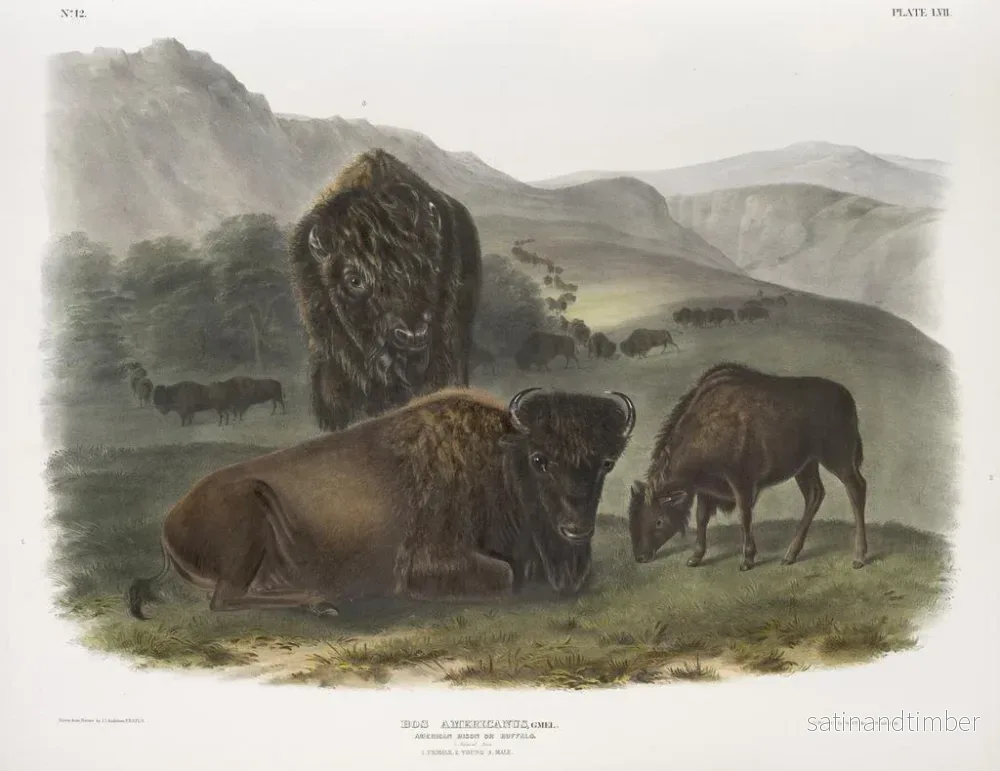 Reproduktion av målningen av amerikansk bison, 1 hona, 2 ungar, 3 hanar - John Woodhouse Audubon - Bild 2