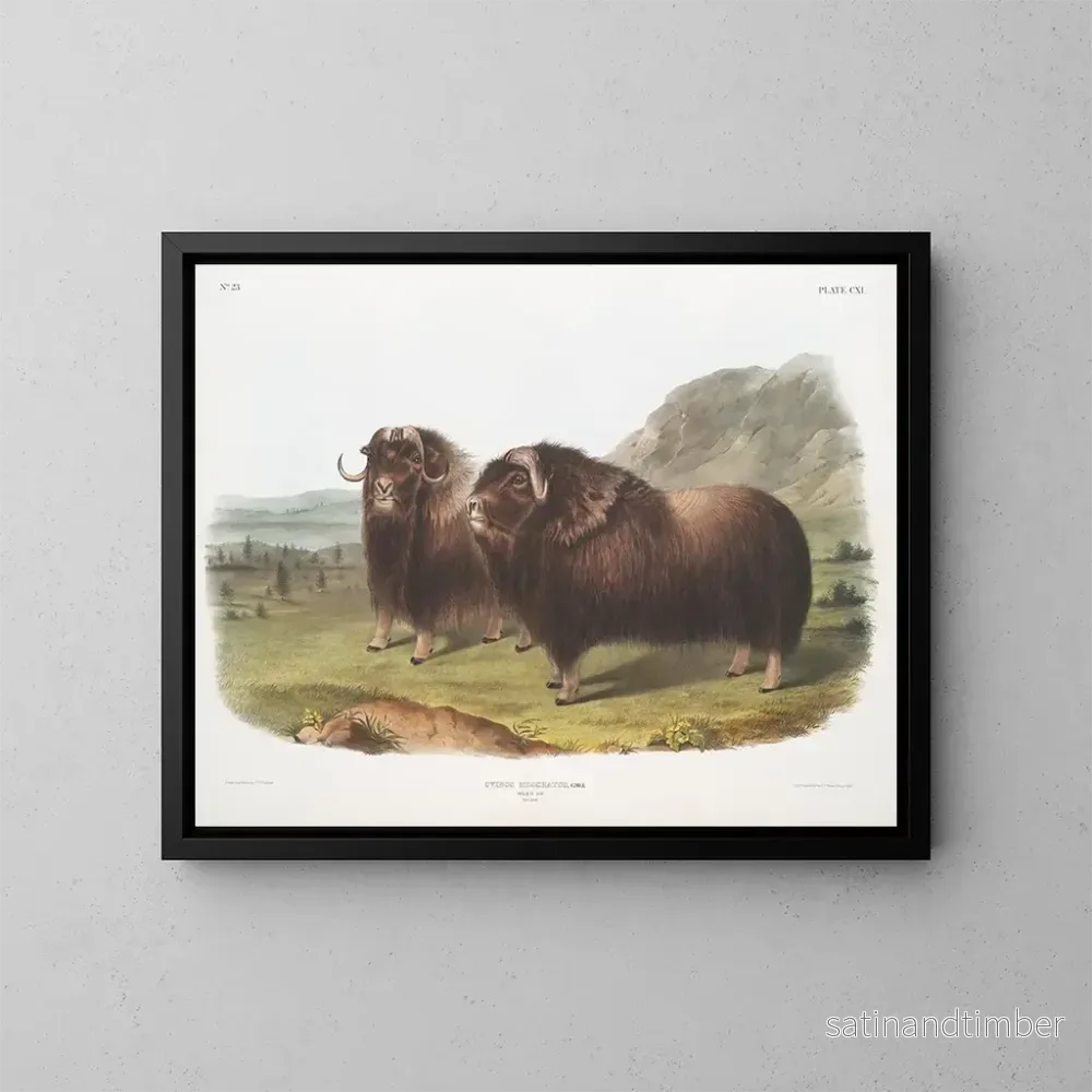 Reproduktion av målningen Bœufs musqués mâles - John Woodhouse Audubon