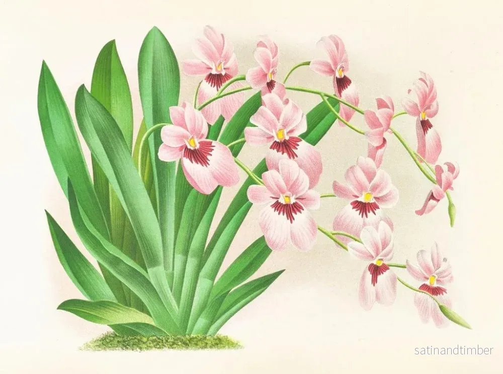 Reproduktion av målningen Miltonia vexillaria - Jean Jules Linden - Bild 2
