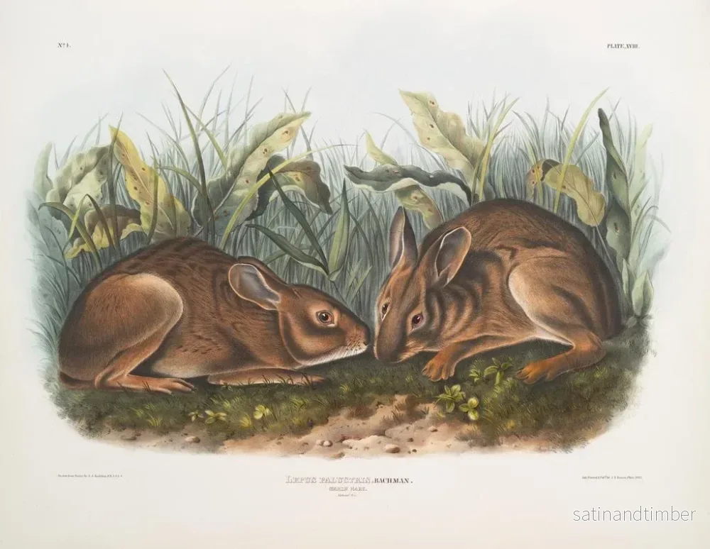 Reproduktion av målningen Lièvre des marais i naturlig storlek - John Woodhouse Audubon - Bild 2