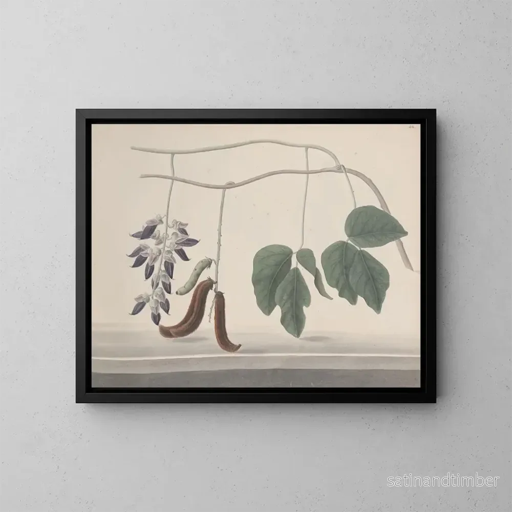 Reproduktion av målningen Histoire naturelle de Saint-Domingue Pl180 - René de Rabi