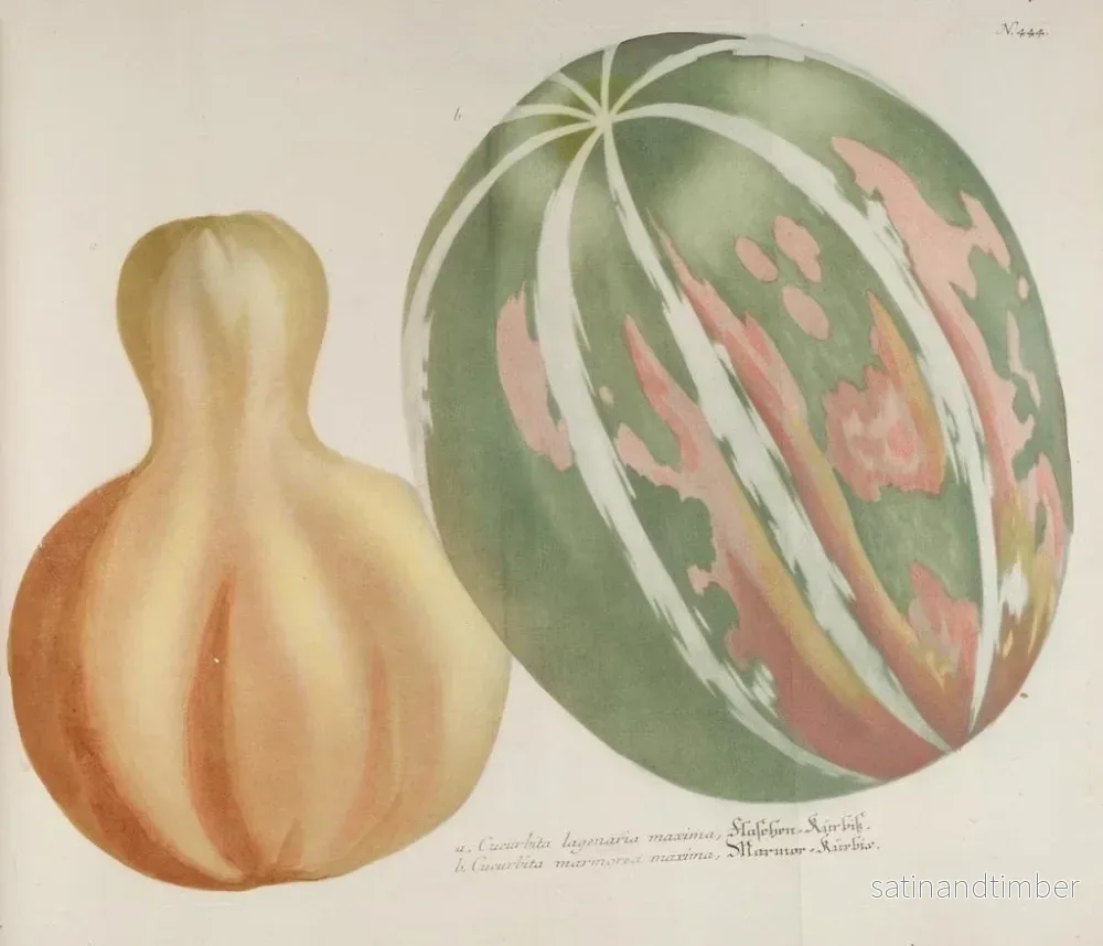 Reproduktion av målningen Phytanthoza iconographia Pl. 167 - Johann Wilhelm Weinmann - Bild 2