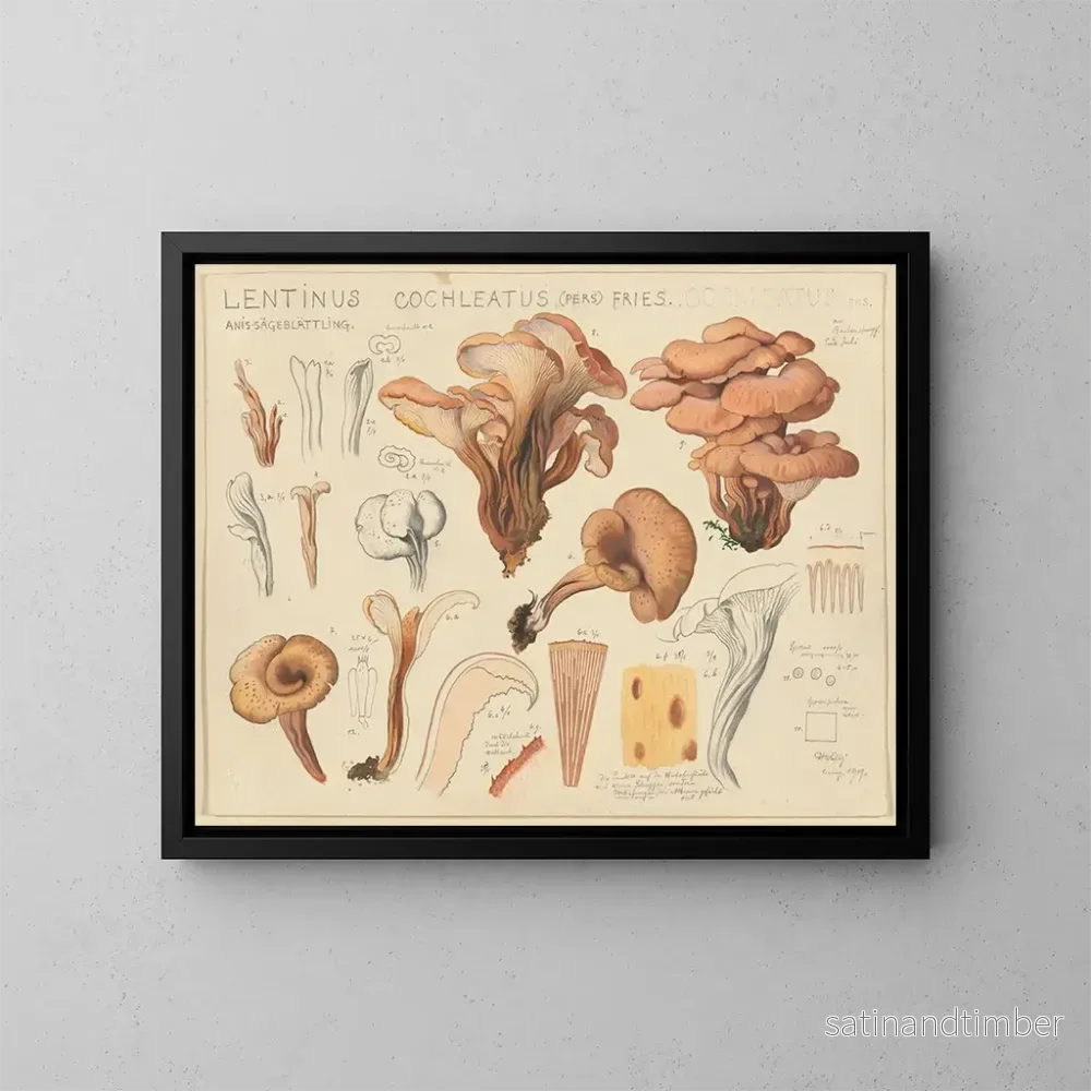 Reproduktion av målningen Lentinus cochleatus - Hans Baldung