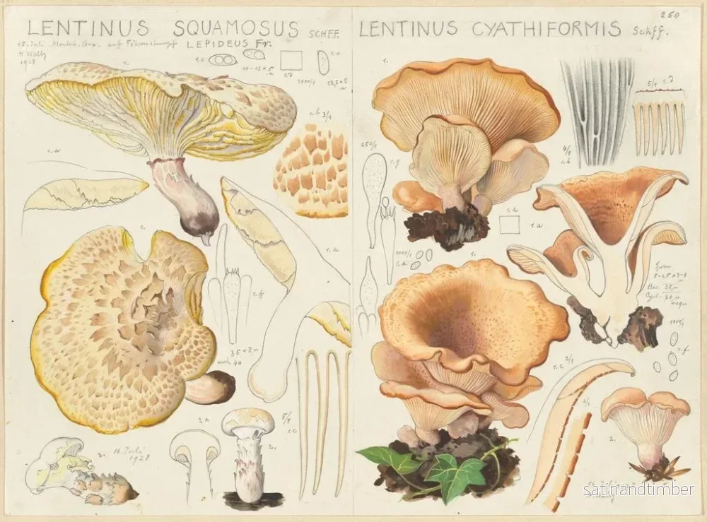 Reproduktion av målningen Lentinus squamosus och Lentinus cyathiformis - Hans Baldung - Bild 2