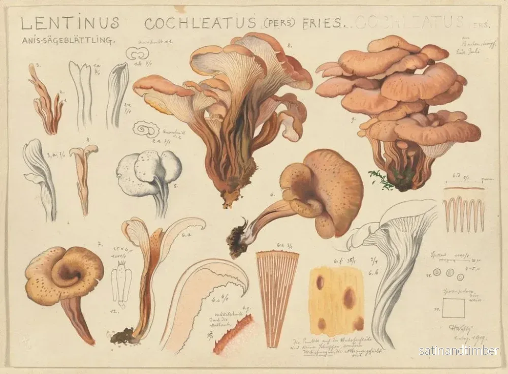 Reproduktion av målningen Lentinus cochleatus - Hans Baldung - Bild 2