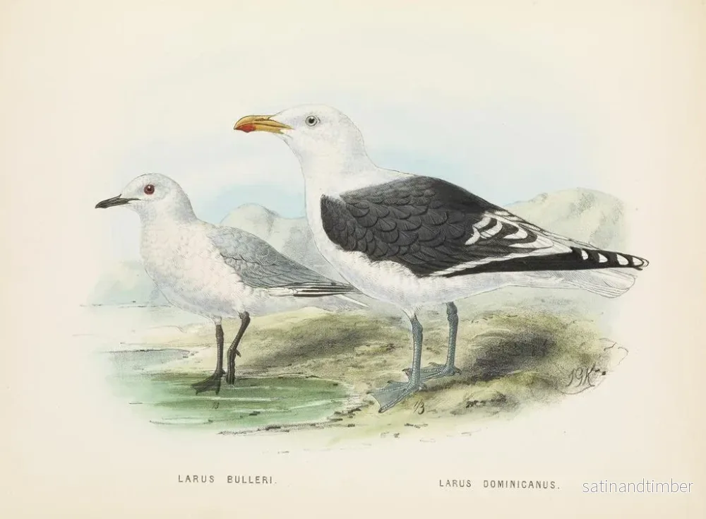 Reproduktion av målningen Larus bulleri och Larus dominicanus - John Gerrard Keulemans - Bild 2