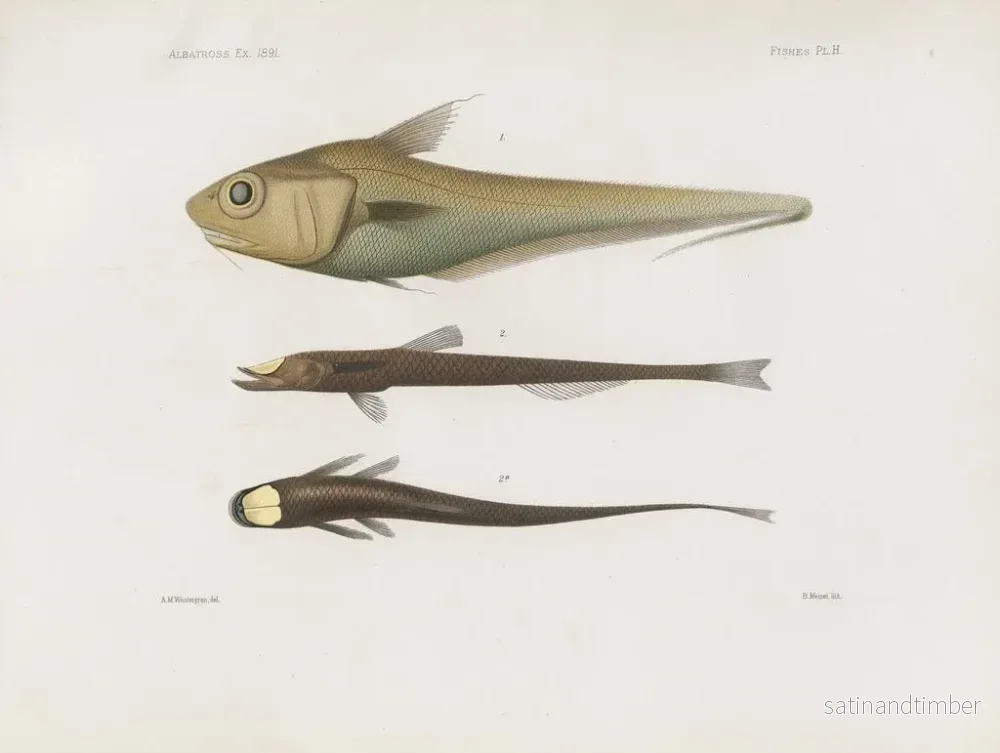 Reproduktion av målningen Mémoires du Muséum de zoologie comparée de Harvard College Pl92 - Musée de Zoologie Comparée de l'Université Harvard - Bild 2