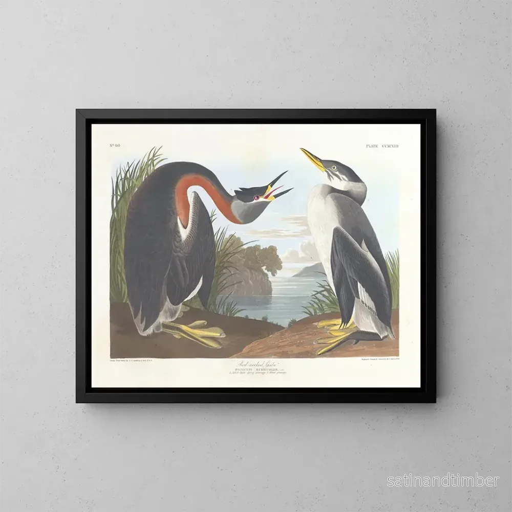 Reproduktion av målningen av Grèbe à cou noir - John James Audubon