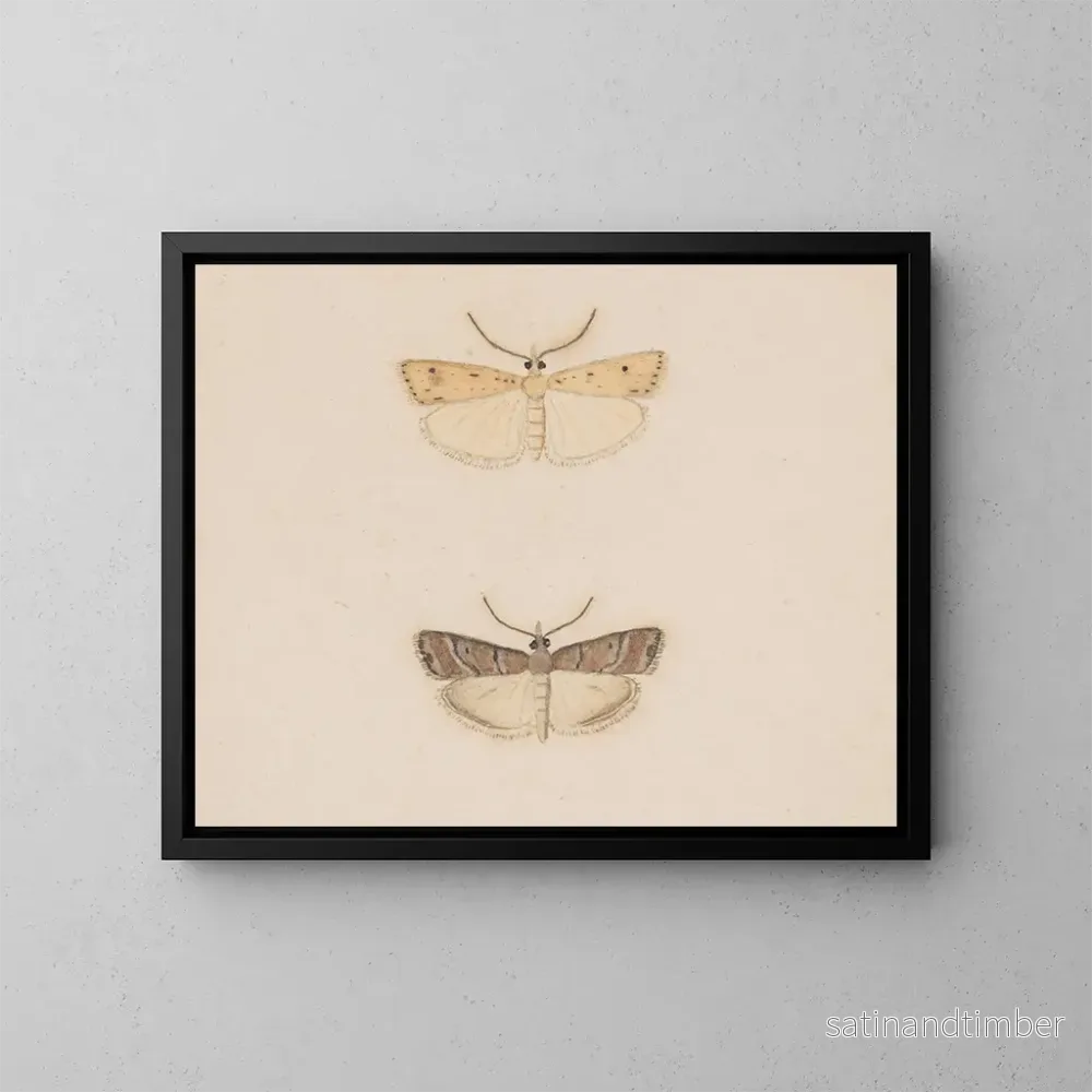 Reproduktion av målningen akvarell av entomologi Pl134 – George Hudson Reproduktion av målningen akvarell av entomologi Pl134 – George Hudson