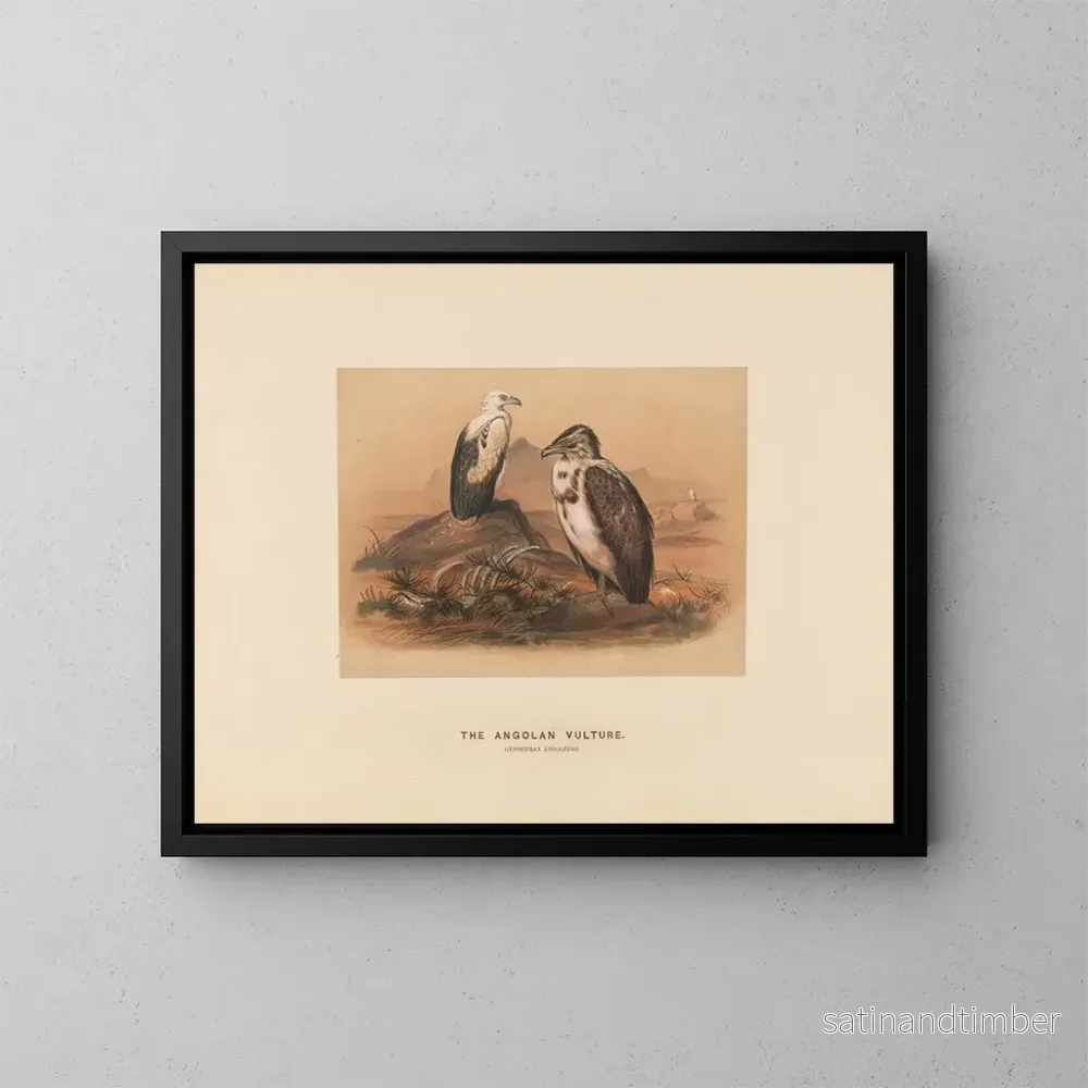 Reproduktion av målningen Le vautour angolais - Joseph Wolf