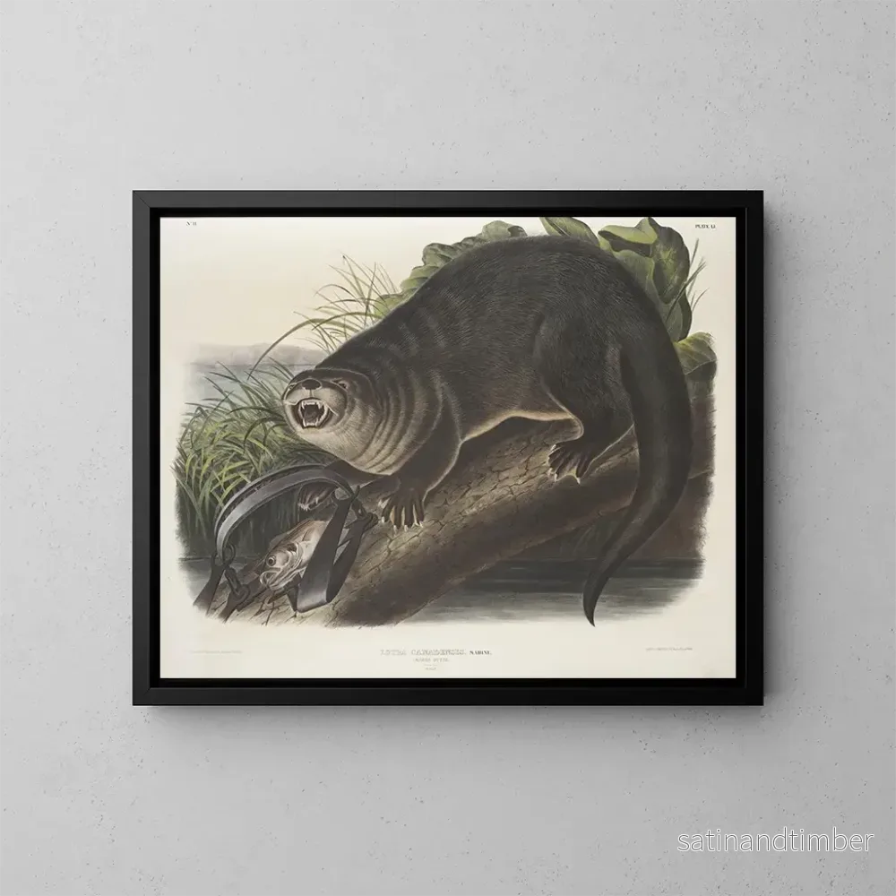 Reproduktion av målningen Loutre du Canada storlek naturlig man - John Woodhouse Audubon