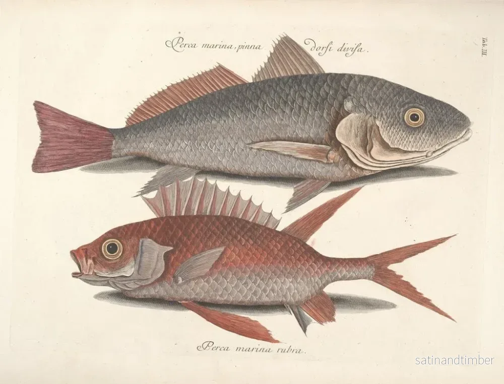 Reproduktion Bilder av fisk, ormar, insekter – Mark Catesby — plansch 003 - Bild 2