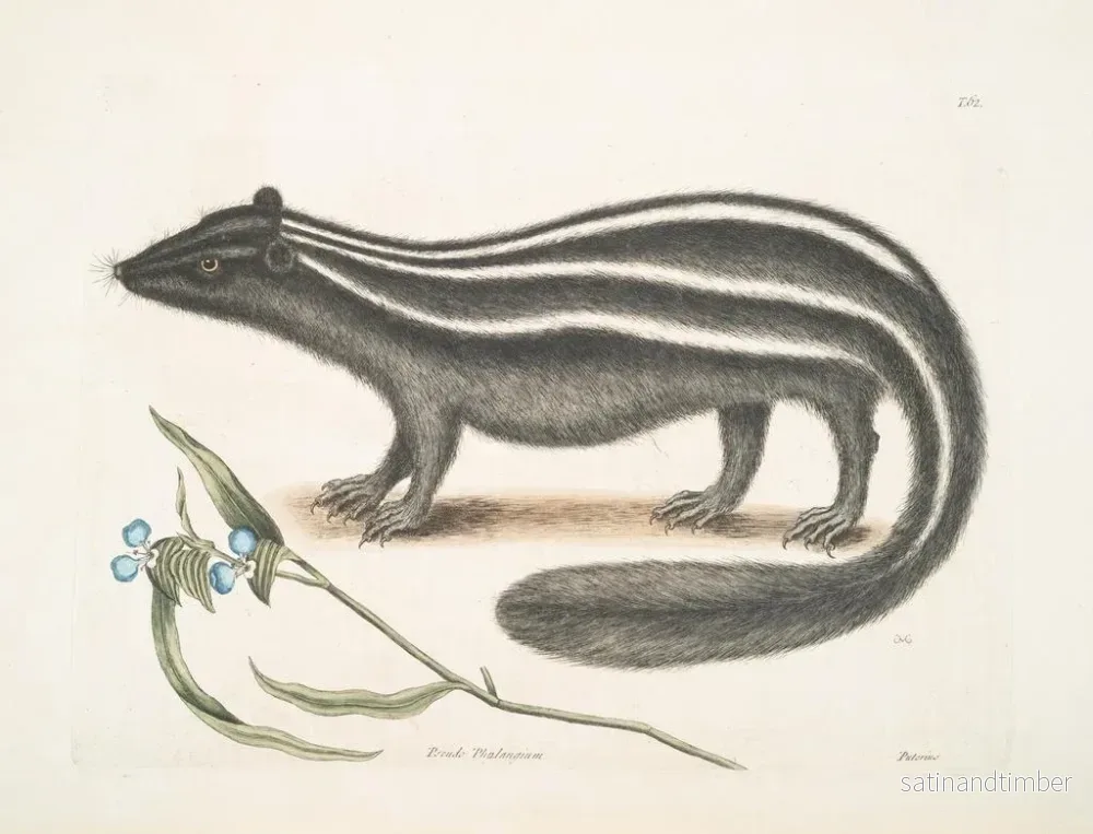 Reproduktion av målningen PseudoPhalangium ramosum Putorius le Putois - Mark Catesby - Bild 2
