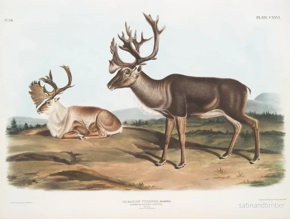 Reproduktion av målningen av Caribou eller amerikansk ren hanar 1 sommarpäls 2 vinterpäls - John Woodhouse Audubon - Bild 2