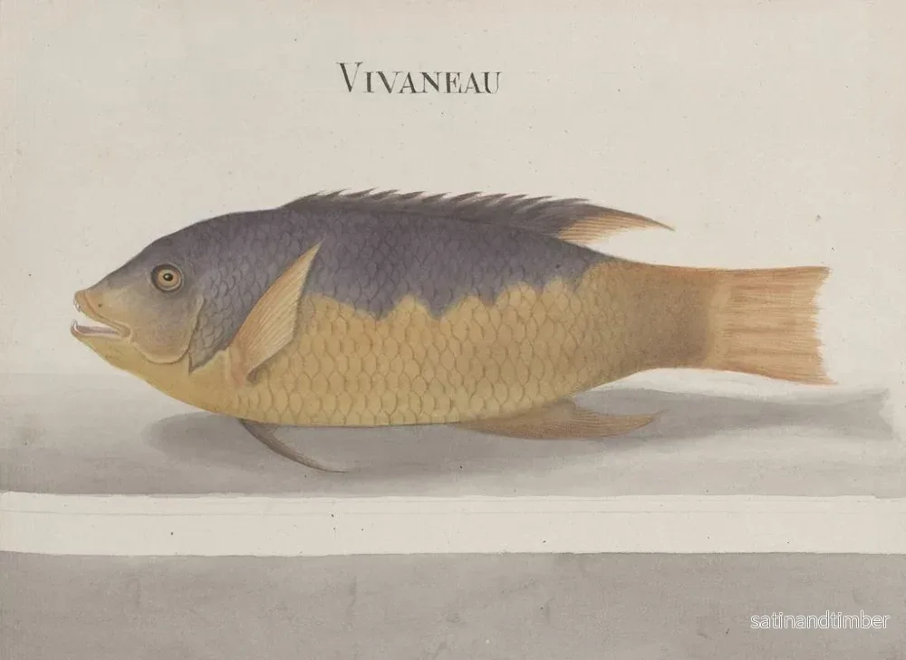 Reproduktion av målningen Histoire naturelle de Saint-Domingue Pl. 106 - René de Rabi - Bild 2
