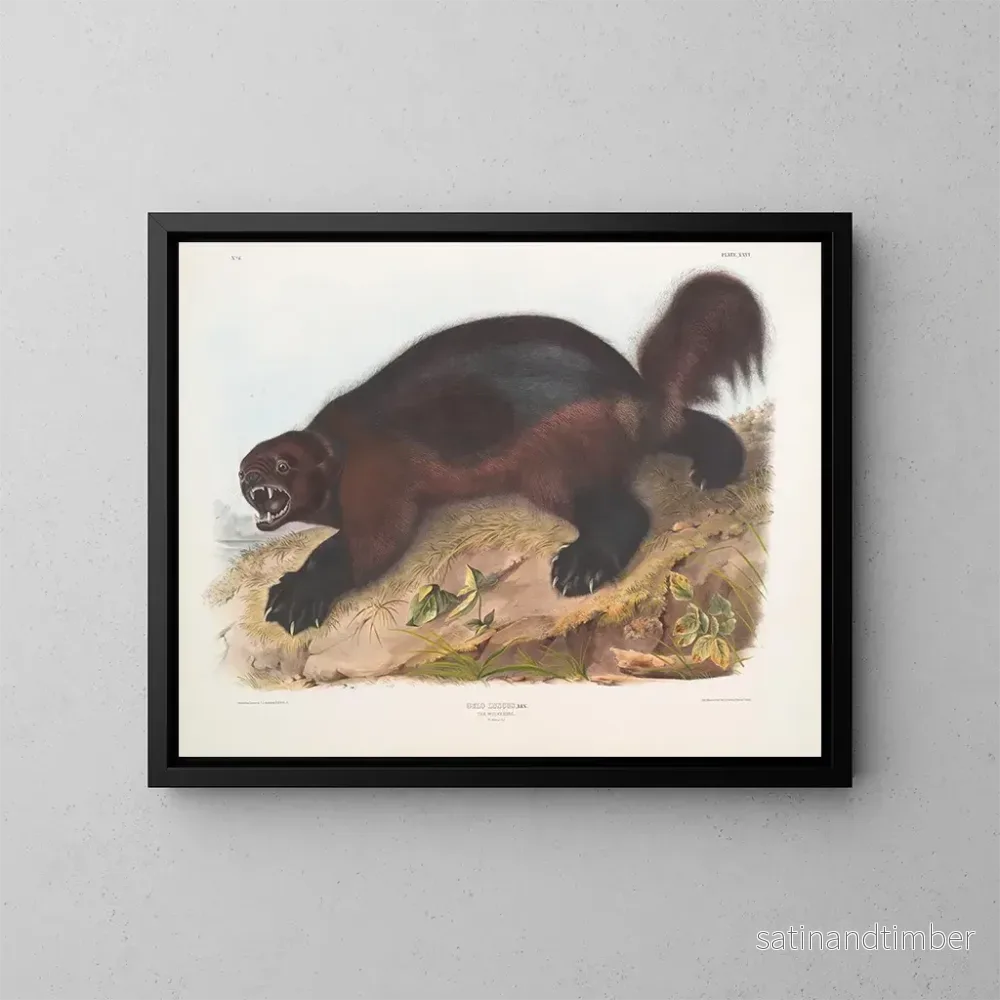 Reproduktion av målningen Gulo luscus, le glouton - John Woodhouse Audubon