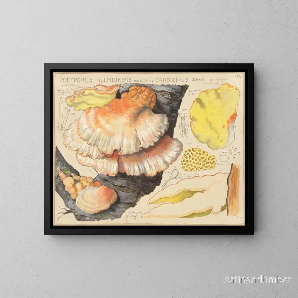 Reproduktion av målningen Polypore sulfuré - Hans Baldung