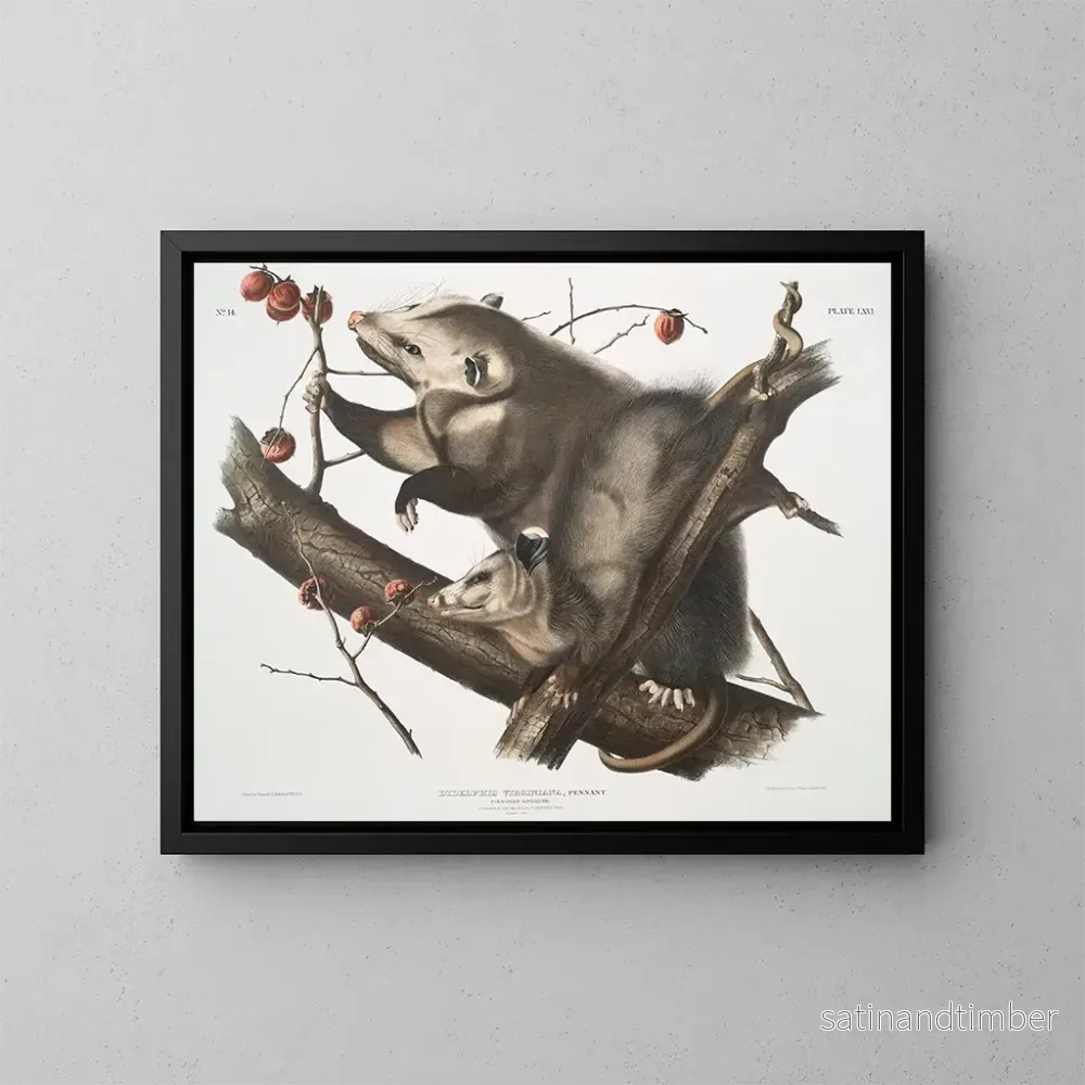 Reproduktion av målningen Virginie-opossum, ung hona, 7 månader gammal, naturlig storlek – John Woodhouse Audubon Reproduktion av målningen Virginie-opossum, ung hona, 7 månader gammal, naturlig storlek – John Woodhouse Audubon