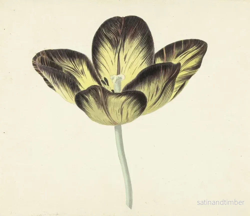 Reproduktion av målningen Tulipe kallad Bizard Egyptiska - Cornelis van Noorde - Bild 2
