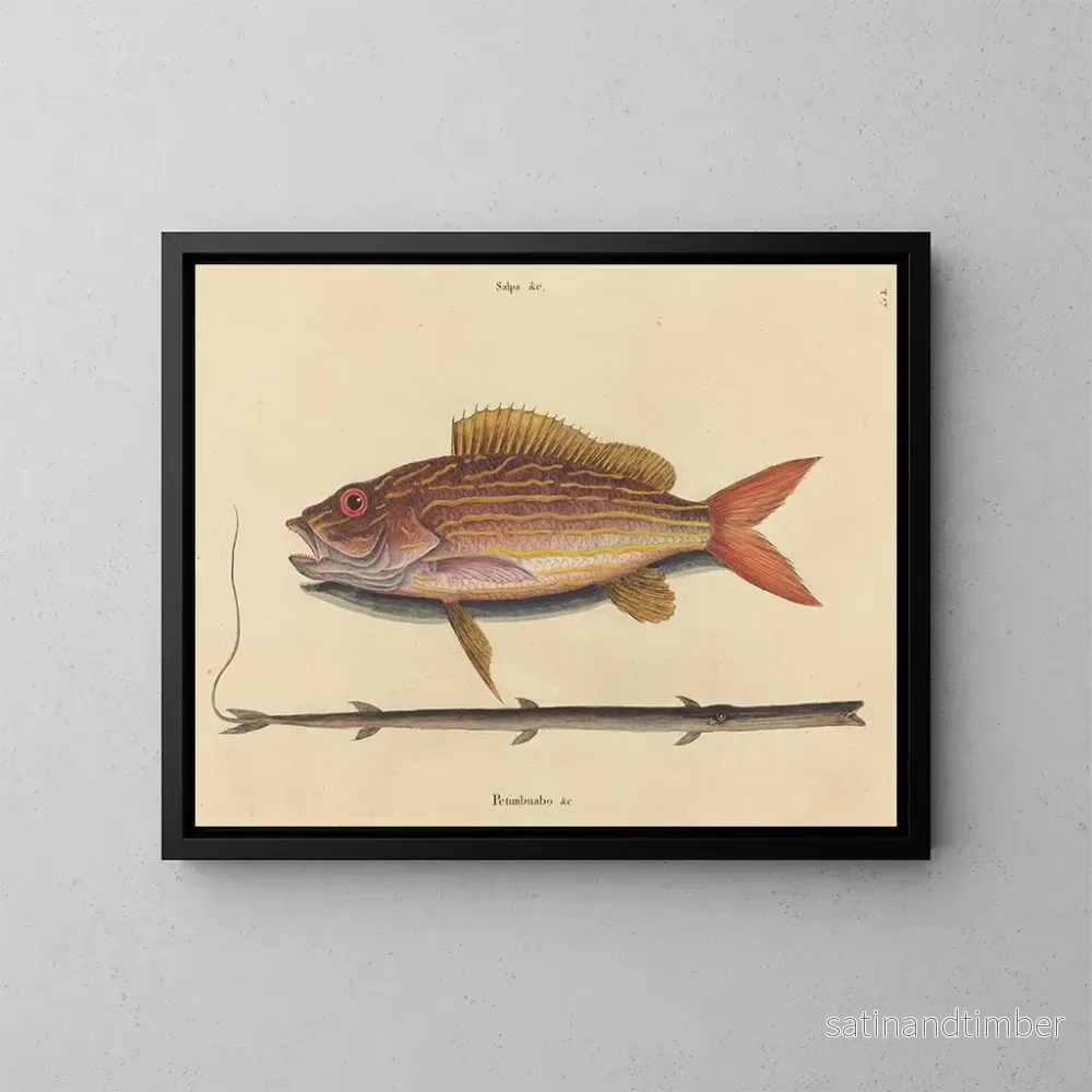 Reproduktion av målningen Le sparus synagris - Mark Catesby