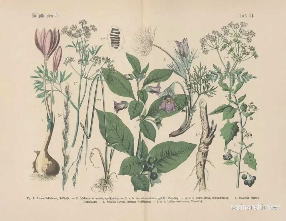 Reproduktion av målningen Manuel de botanique pratique en mots et en images Pl21 - Carl Hoffmann - Bild 2