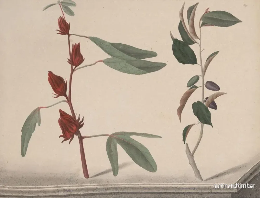 Reproduktion av målningen Histoire naturelle de Saint-Domingue Pl171 - René de Rabi - Bild 2