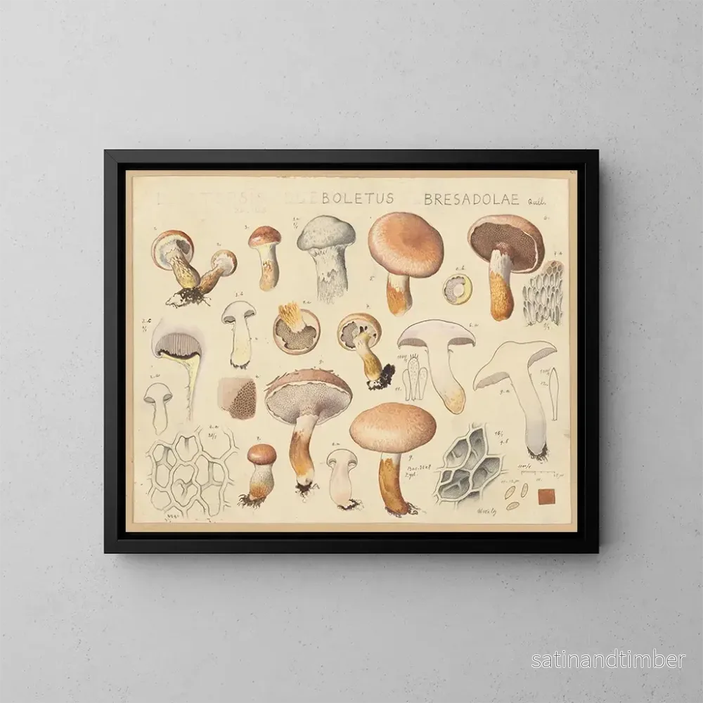 Reproduktion av målningen Boletus bresadolae – Hans Baldung Reproduktion av målningen Boletus bresadolae – Hans Baldung
