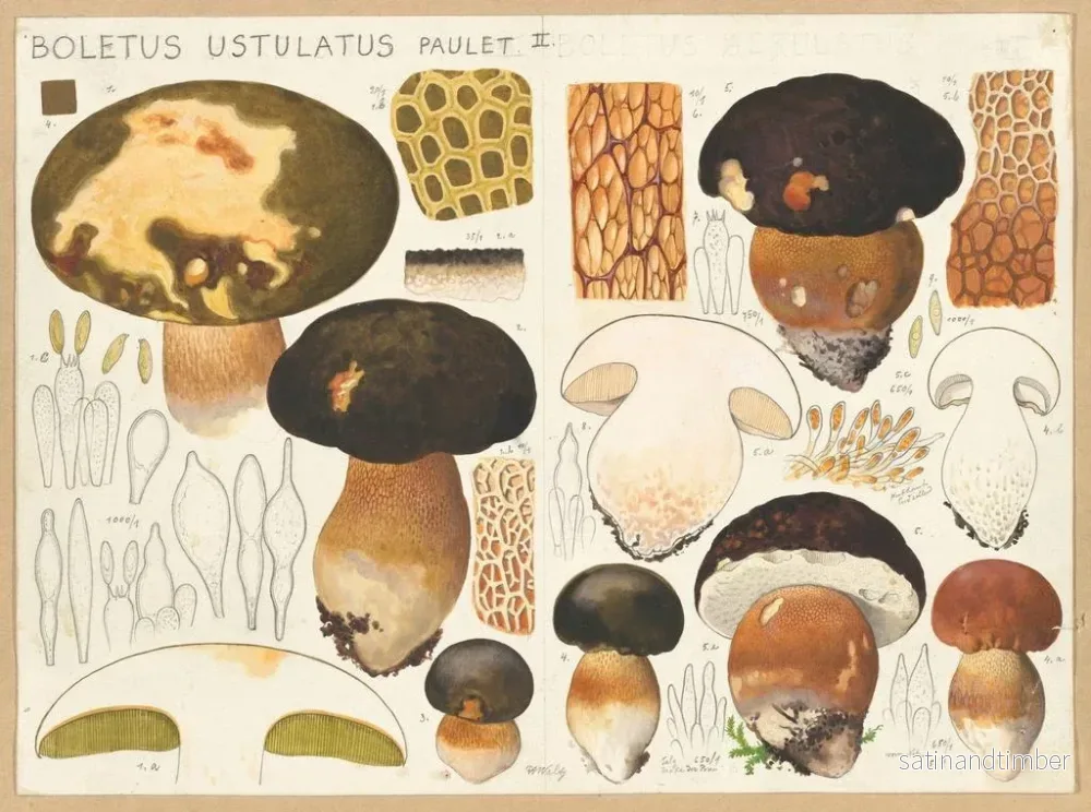 Reproduktion av målningen Boletus ustulatus - Hans Baldung - Bild 2