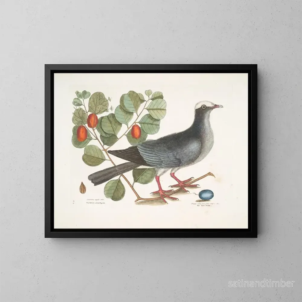 Reproduktion av målningen Pigeon couronné blanc Plumier à feuilles de prunier - Mark Catesby