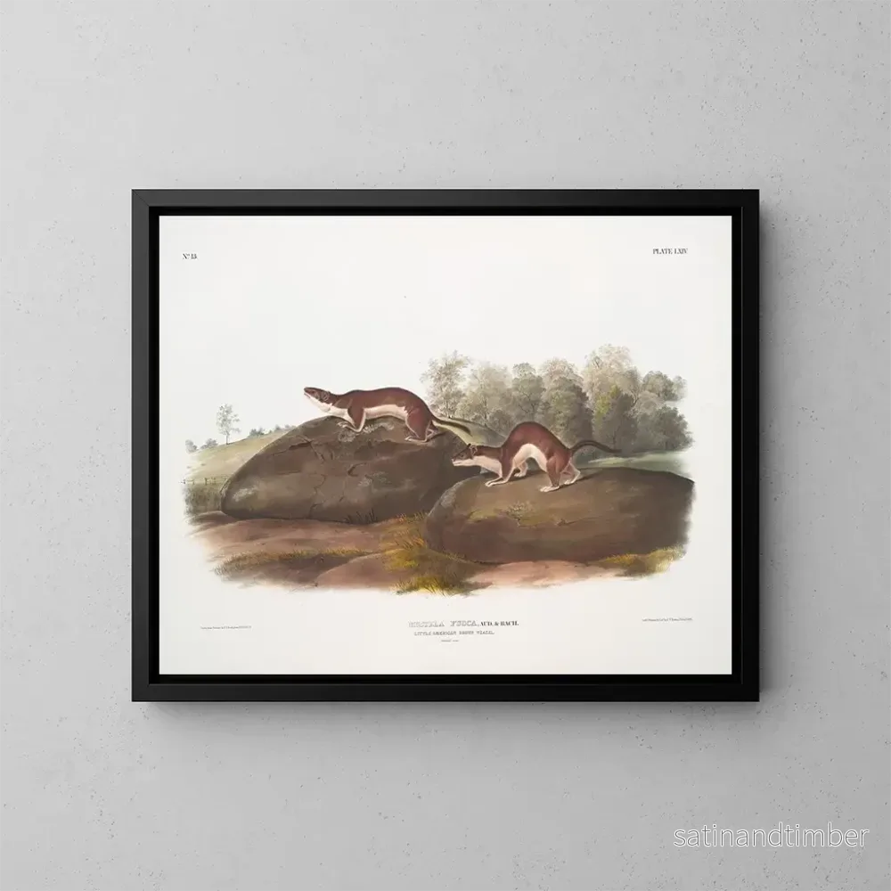 Reproduktion av målningen Fouine amerikanska – John Woodhouse Audubon Reproduktion av målningen Fouine amerikanska – John Woodhouse Audubon