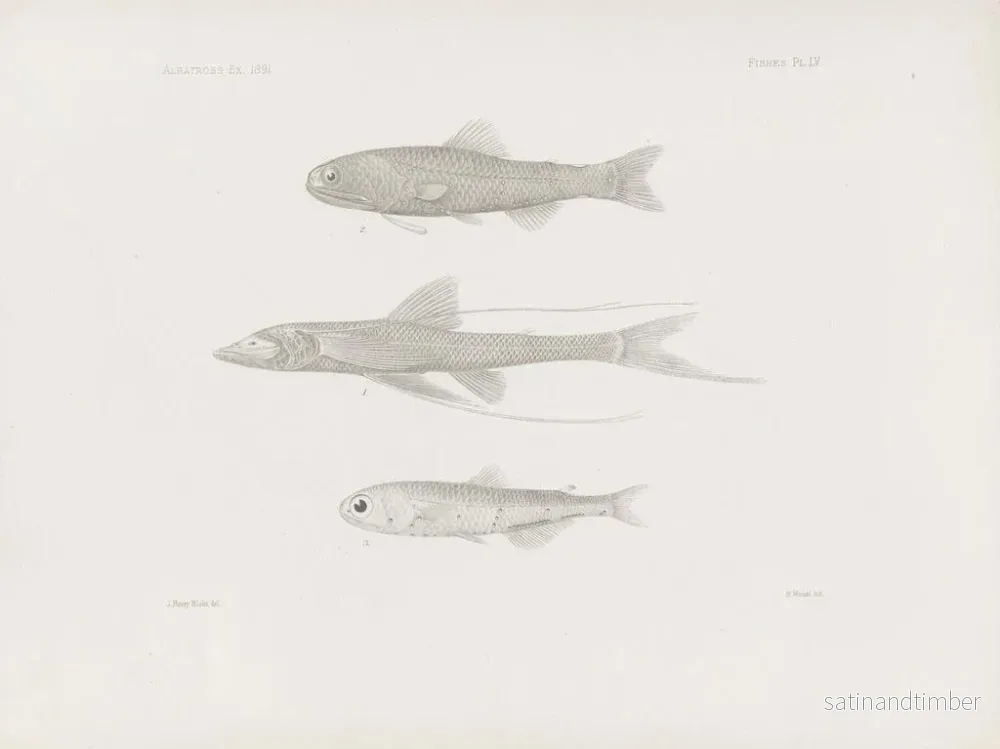 Reproduktion av målningen Mémoires du Muséum de zoologie comparée de Harvard College Pl55 - Musée de Zoologie Comparée de l'Université Harvard - Bild 2