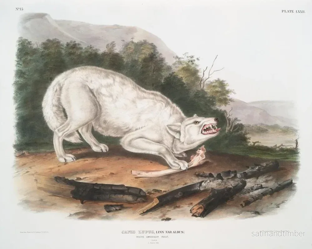 Reproduktion av målningen av den amerikanska vita vargen - John Woodhouse Audubon - Bild 2