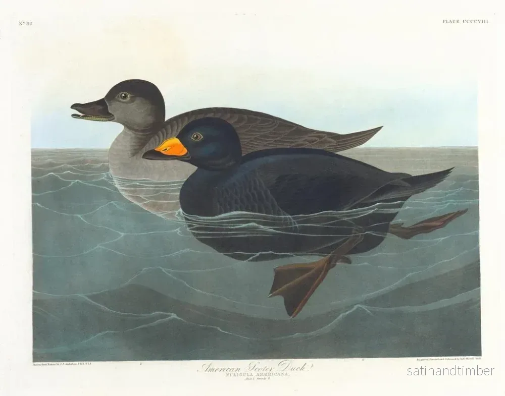Reproduktion av målningen av amerikansk knölsvan - John James Audubon - Bild 2