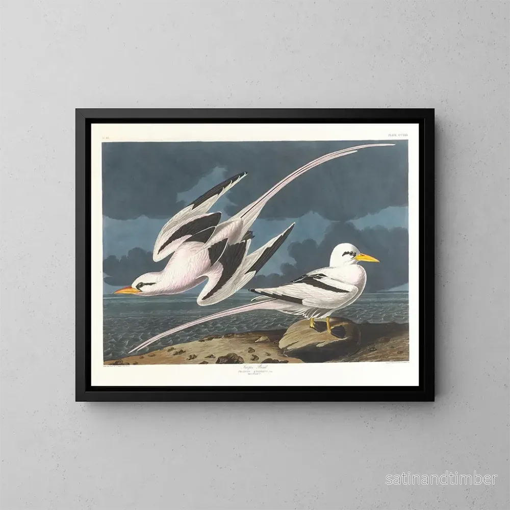 Reproduktion av målningen Fågel tropisk - John James Audubon