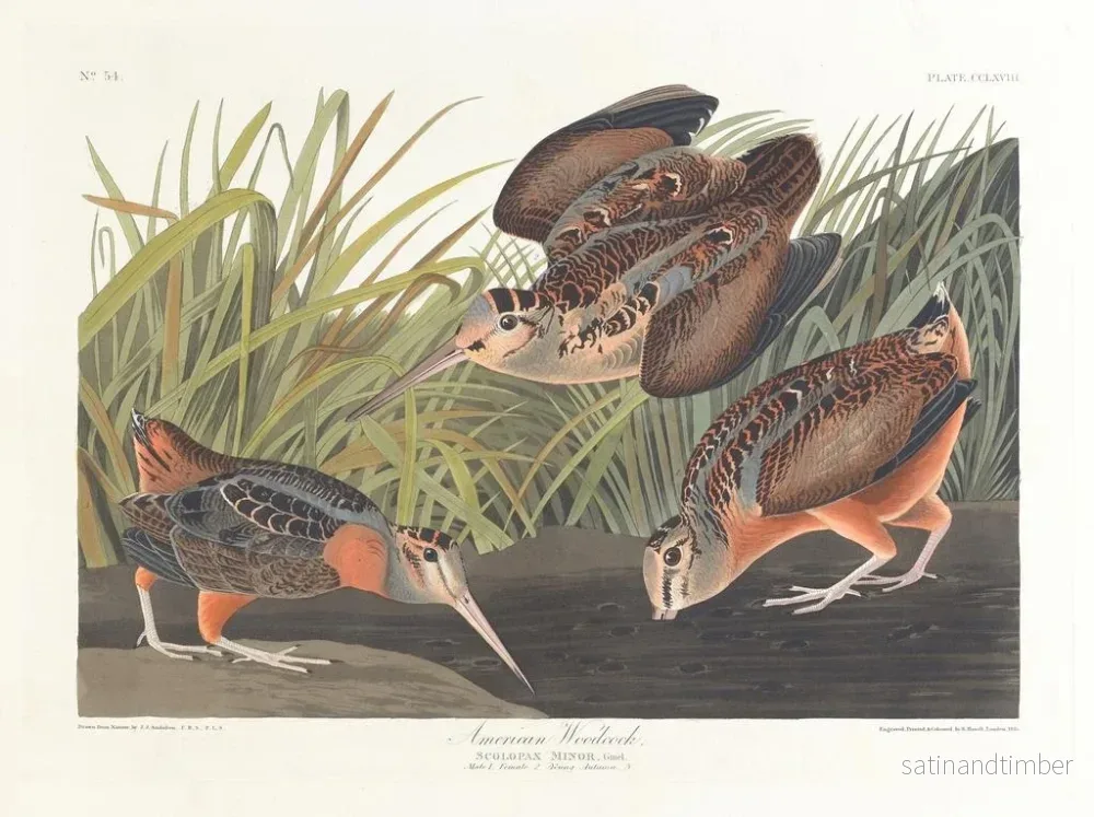 Reproduktion av målningen Bécasse d'Amérique - John James Audubon - Bild 2
