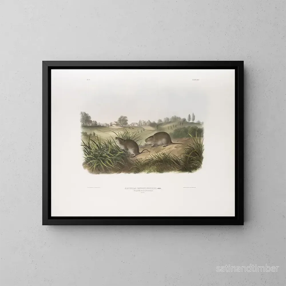 Reproduktion av målningen av Pennsylvania ängsmöss i naturlig storlek - John Woodhouse Audubon