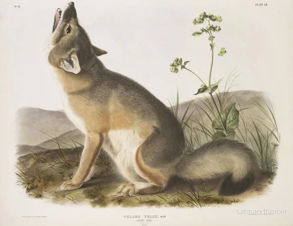 Reproduktion av målningen Renard rapide taille naturelle mâle - John Woodhouse Audubon - Bild 2