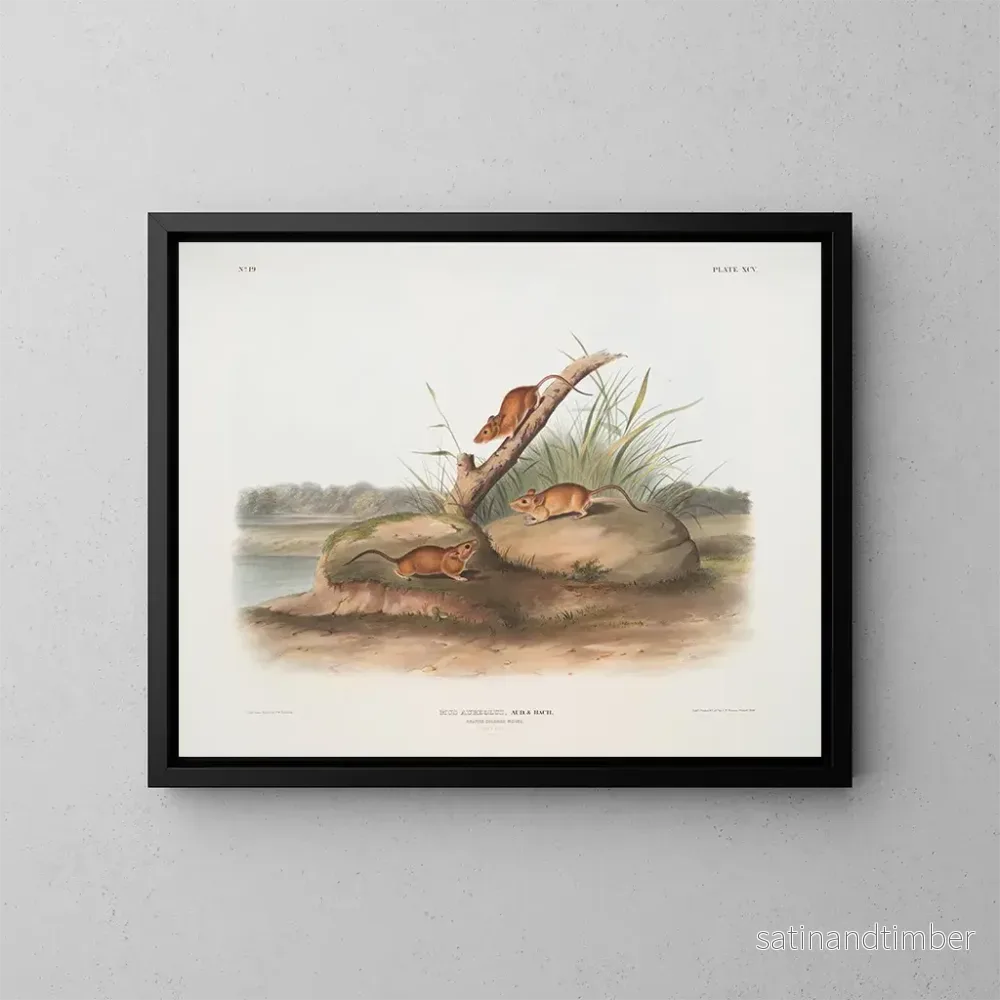 Reproduktion av målningen Souris orange Mus aureolus taille naturelle – John Woodhouse Audubon