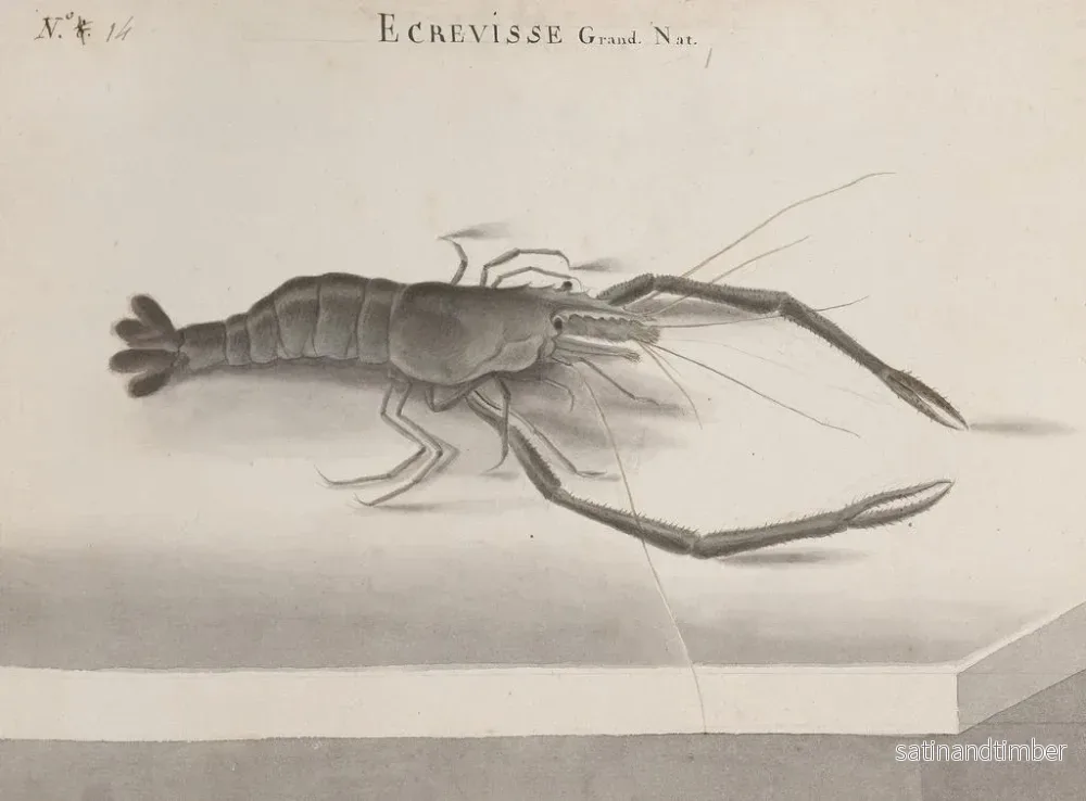 Reproduktion av målningen Histoire naturelle de Saint-Domingue Pl132 - René de Rabi - Bild 2