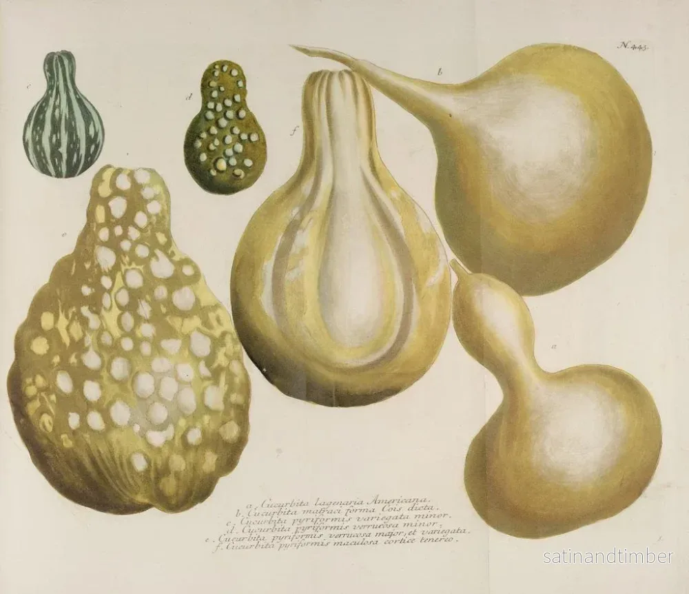 Reproduktion av målningen Phytanthoza iconographia Pl. 166 - Johann Wilhelm Weinmann - Bild 2