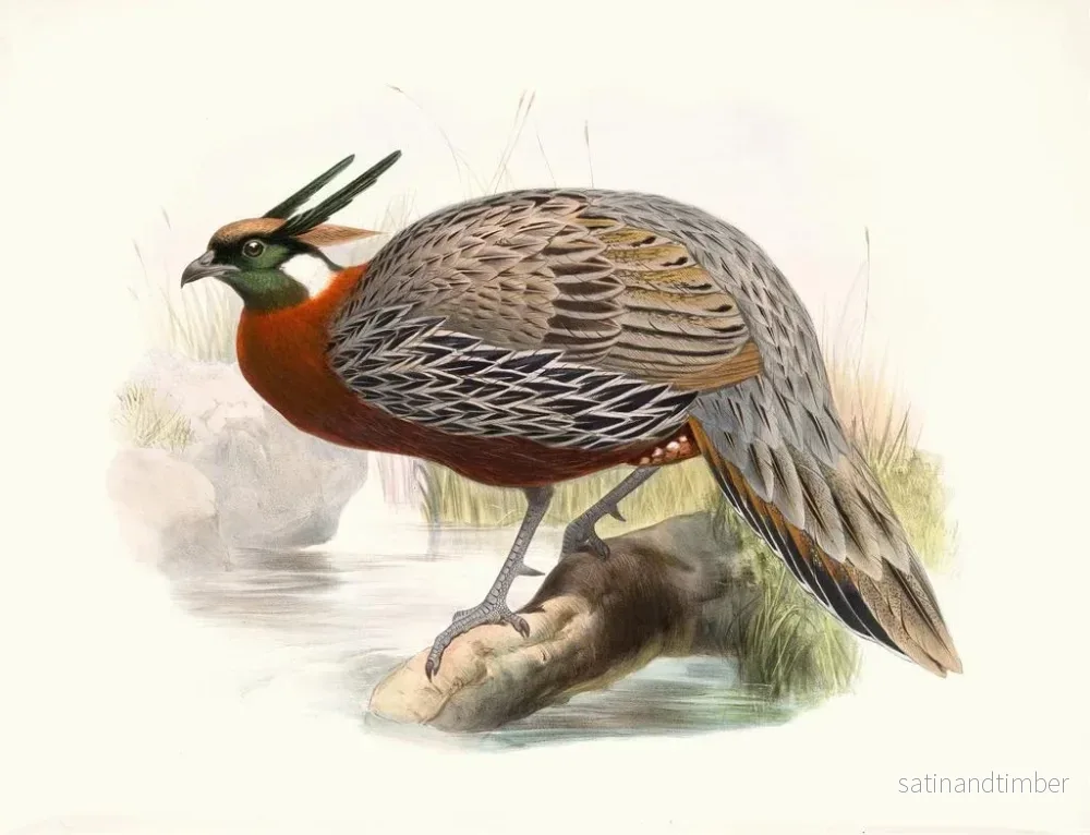 Reproduktion av målningen Purcasia Duvauceli - Joseph Smit - Bild 2