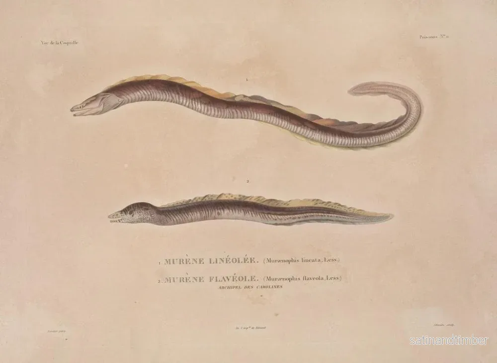 Resa runt världen — plansch 018 — Louis-Isidore Duperrey - Bild 2