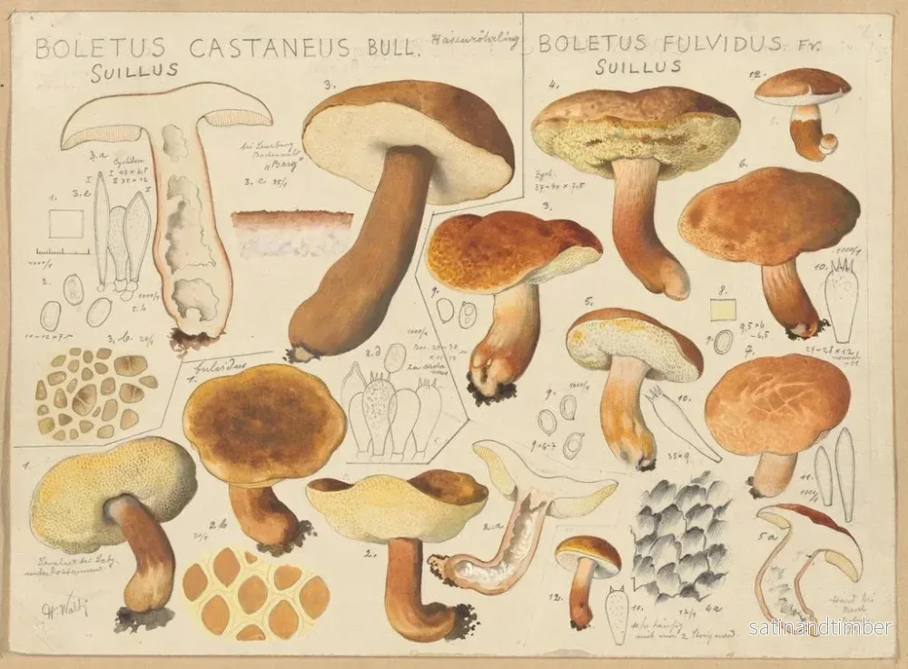 Reproduktion av målningen Boletus castaneus och Boletus fulvidus - Hans Baldung - Bild 2