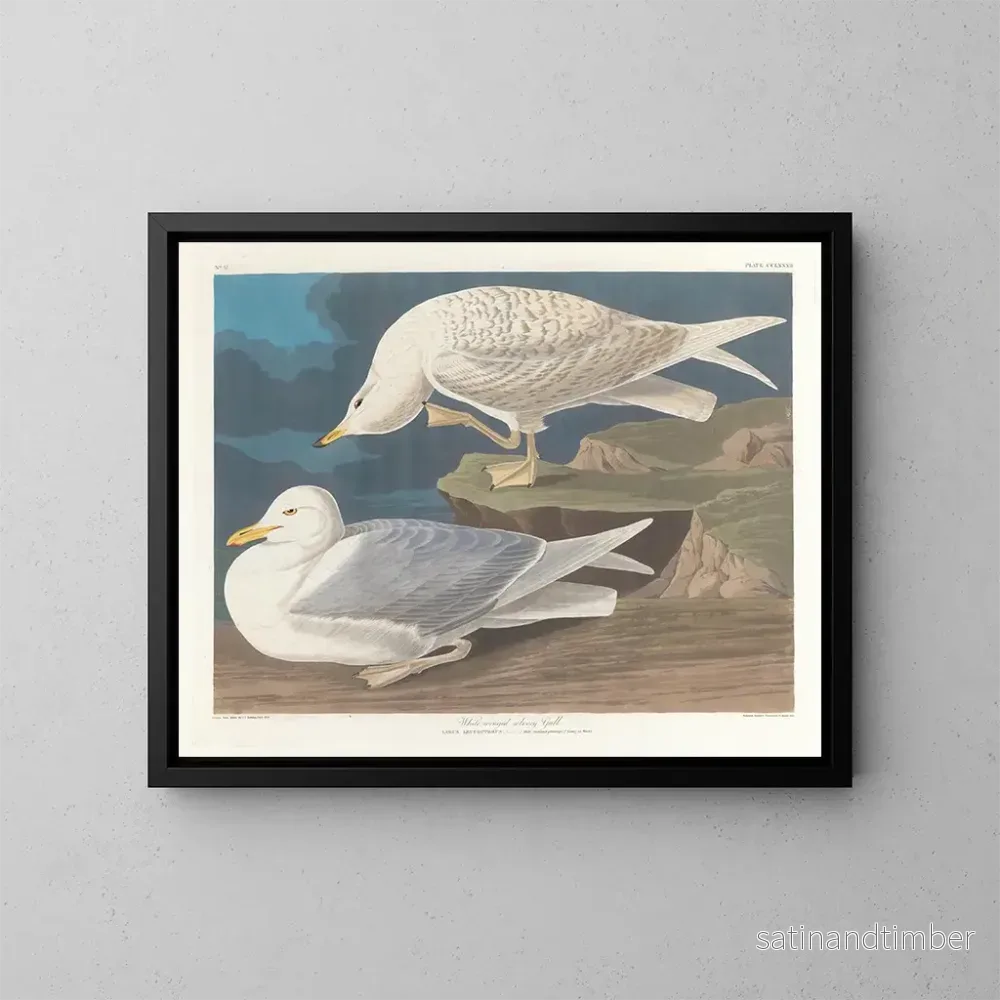 Reproduktion av målningen av Sillgrissla med vita vingar - John James Audubon