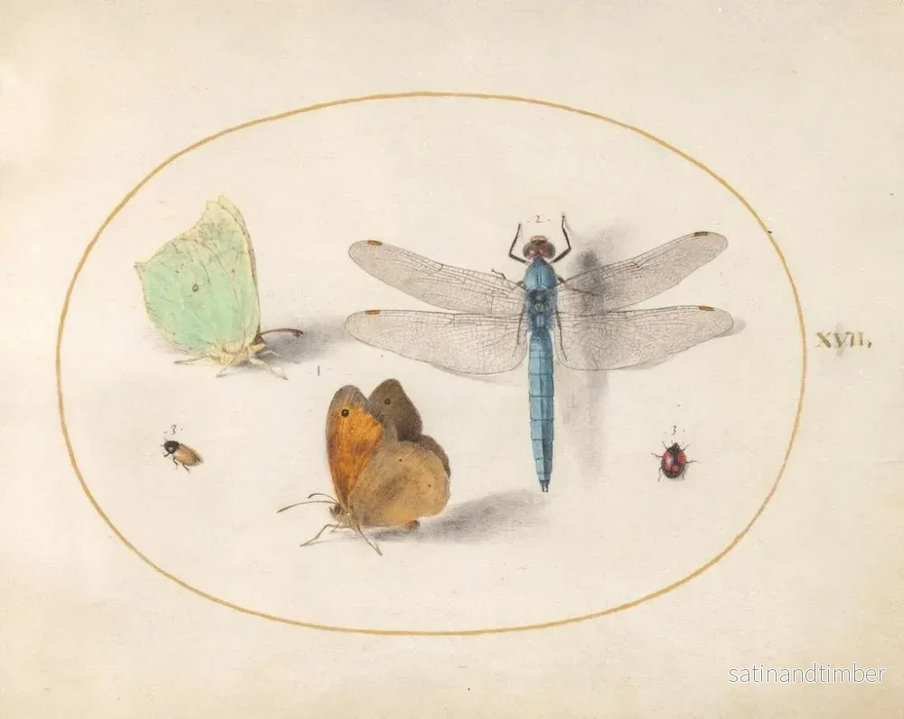 Reproduktion av målningen Planche 17: Svavel- och präriefjärilar, en blå jägare och två små insekter - Joris Hoefnagel - Bild 2