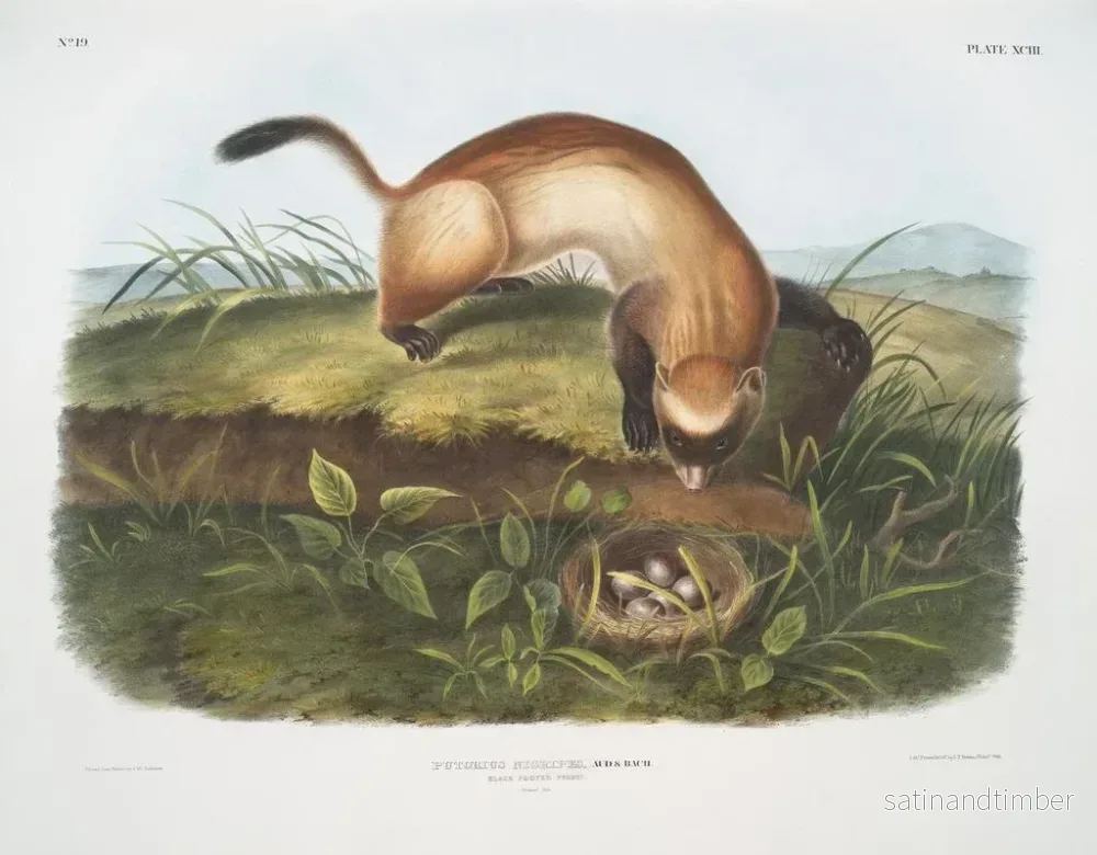 Reproduktion av målningen Furet noir à pieds noirs taille naturelle - John Woodhouse Audubon - Bild 2